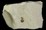 Beetle Fossil - Green River Formation, Utah #101649-1